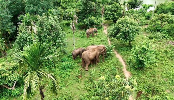 রাঙ্গামাটির দুর্গম পাহাড়ে দেখা মিলল ‘বিরল গোলাপি’ হাতি