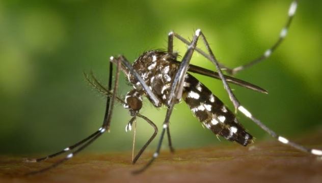 ডেঙ্গুতে আরও ৪ জনের মৃত্যু, হাসপাতালে ৩১৯
