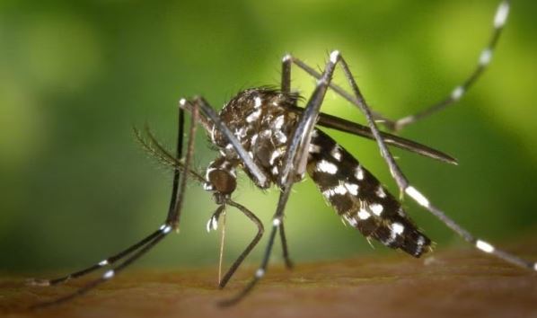 ডেঙ্গুতে চব্বিশ ঘণ্টায় ৬ জনের মৃত্যু