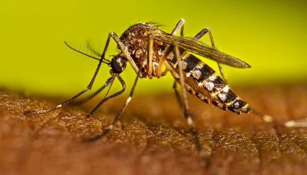 ডেঙ্গুতে চব্বিশ ঘণ্টায় ৫ জনের মৃত্যু, হাসপাতালে ৬৩৬ জন