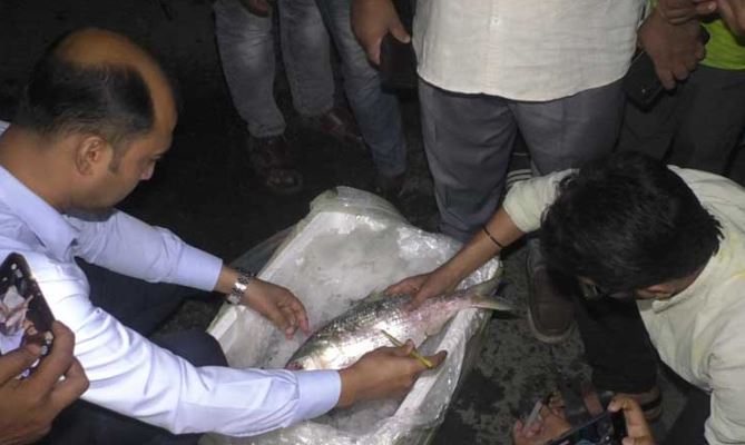 প্রথম চালানে ভারতে গেল সাড়ে ৩৭ টন ইলিশ