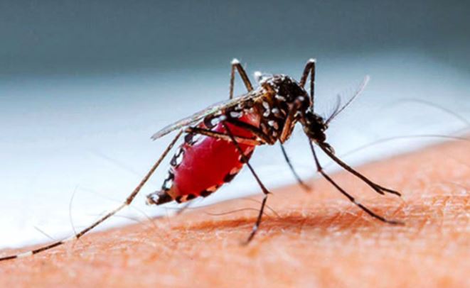 ডেঙ্গুতে আরও ৬ জনের মৃত্যু, হাসপাতালে ৯৫৩