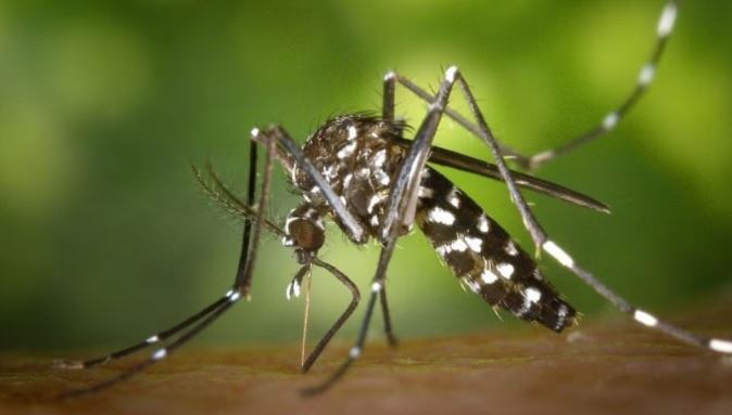 ডেঙ্গুতে আরও ২ জনের মৃত্যু, হাসপাতালে ৫৭৩