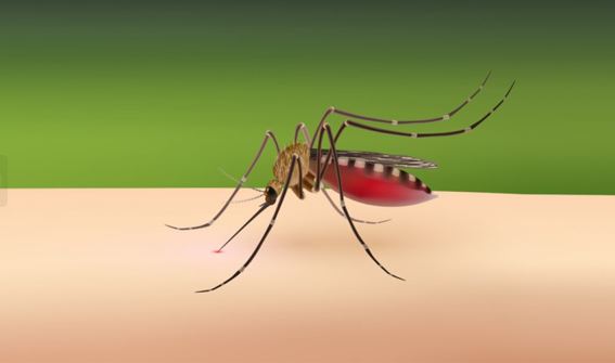 ডেঙ্গুতে আরও ৪ মৃত্যু, হাসপাতালে ৭৮১
