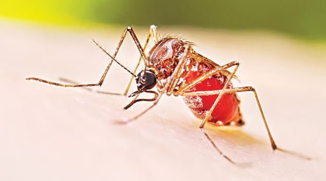 ডেঙ্গু নিয়ে হাসপাতালে আরও ২০৪ জন ভর্তি, অর্ধেকই বরিশাল বিভাগের