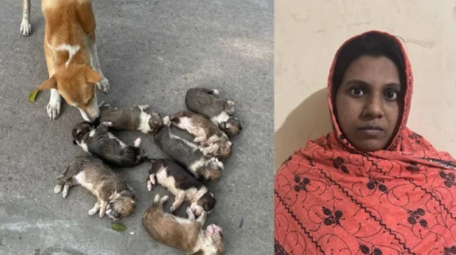 ৮ কুকুরছানা হত্যা মামলায় জামিন পেলেন সেই নারী
