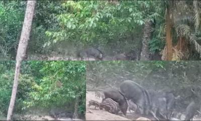 মাধবপুরের তেলমাছড়ায় পানি সংকটে বন্যপ্রাণীরা: পানি পান করতে বন্যশূকর ঢুকে পড়ছে লোকালয়ে