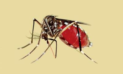 ডেঙ্গুতে আরও ২ জনের মৃত্যু, হাসপাতালে ৩৯২