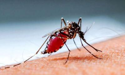 ডেঙ্গুতে আরও ২ জনের মৃত্যু, হাসপাতালে ভর্তি ৩৩০