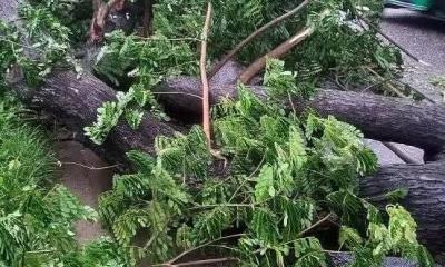 চট্টগ্রামের বাঁশখালীতে ‘হরতাল’ সমর্থনে সড়কে গাছ ফেলে অবরোধের চেষ্টা