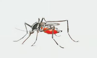 রাজধানীতে আবার ডেঙ্গু বাড়ার কারণ কী
