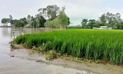 তিস্তার পানি বিপৎসীমার ওপরে