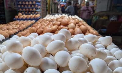 বাংলাদেশসহ ৪০ দেশ থেকে মুরগি ও ডিম আমদানি বন্ধ করল সৌদি আরব