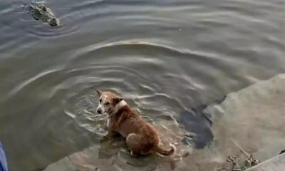 দিঘির ঘাটে কুমিরের মুখে কুকুর, ভাইরাল ভিডিওর প্রকৃত ঘটনা কী?