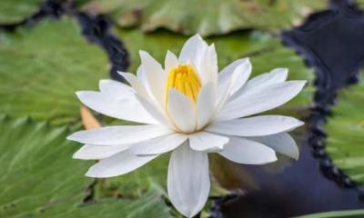 নাগরিক ঐক্যও শাপলা প্রতীক চায়