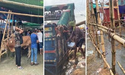 হাট থেকে গরু উধাও : চড়া দাম হাঁকাচ্ছে ব্যবসায়ীরা