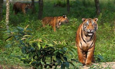 সুন্দরবনে বেড়েছে বাঘের সংখ্যা, কাটেনি অস্তিত্বের শঙ্কা