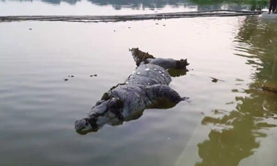শিশুর প্রাণ কেড়ে নেওয়া সেই ‘ধলাপাহাড়’ এর নতুন ঠিকানা ডুলাহাজারা সাফারি পার্ক