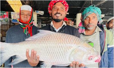 পদ্মার ১৩ কেজি কাতল মাছ ৯ হাজার টাকায় বিক্রি