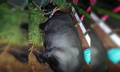 উপহারের গরু গ্রহণ করেননি খালেদা জিয়া, কৃতজ্ঞতা জানিয়ে সোহাগকে বাড়ি ফেরার অনুরোধ