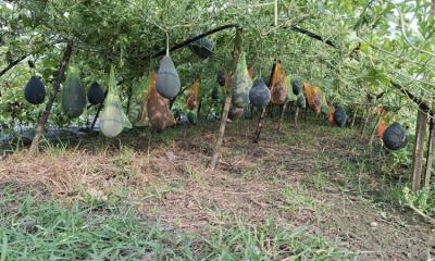 ঝিনাইদহে মালচিং পদ্ধতিতে তরমুজ চাষে নতুন সম্ভাবনা