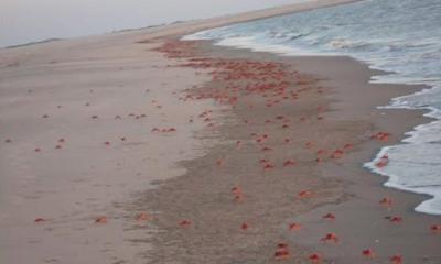 সোনাদিয়া দ্বীপের জীববৈচিত্র্য পুনরুদ্ধারে ৩ কোটি ৩৮ লাখ টাকার প্রকল্প