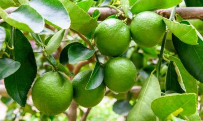 লেবু দীর্ঘদিন সতেজ রাখার সহজ উপায়