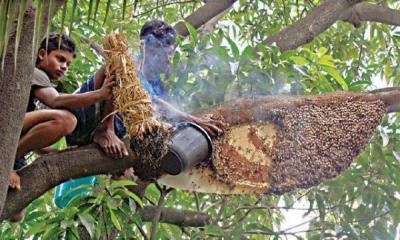 দেশে বছরে ১৫০০ কোটি টাকার মধুর বাজার