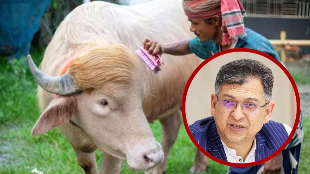 সালাহউদ্দিন আহমদের হস্তক্ষেপে কোরবানি হচ্ছে না ‍‍`ডোনাল্ড ট্রাম্প‍‍`