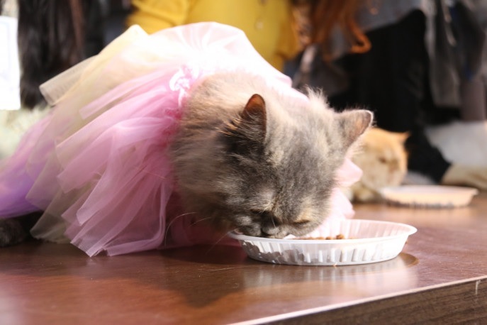 cat fair 2