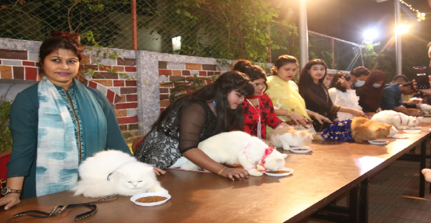 cat fair