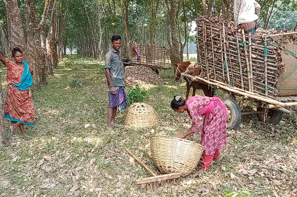 এ যুগে পাতা কুড়িয়ে জীবিকা: মধুপুরে রাবার বাগানে মৌসুমী কর্মসংস্থান ৫ হাজার নারীর