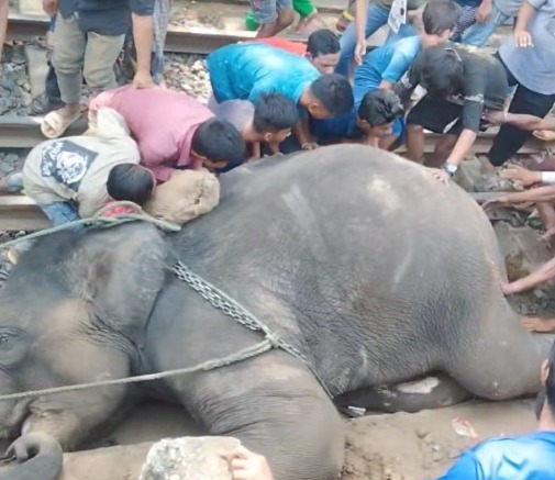 রাজধানীতে ট্রেনের ধাক্কায় প্রাণ গেল হাতির