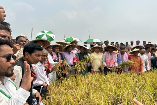 বোরোর বাম্পার ফলনের প্রত্যাশা; হাওরে ধান কাটা উৎসবে তিন মন্ত্রী