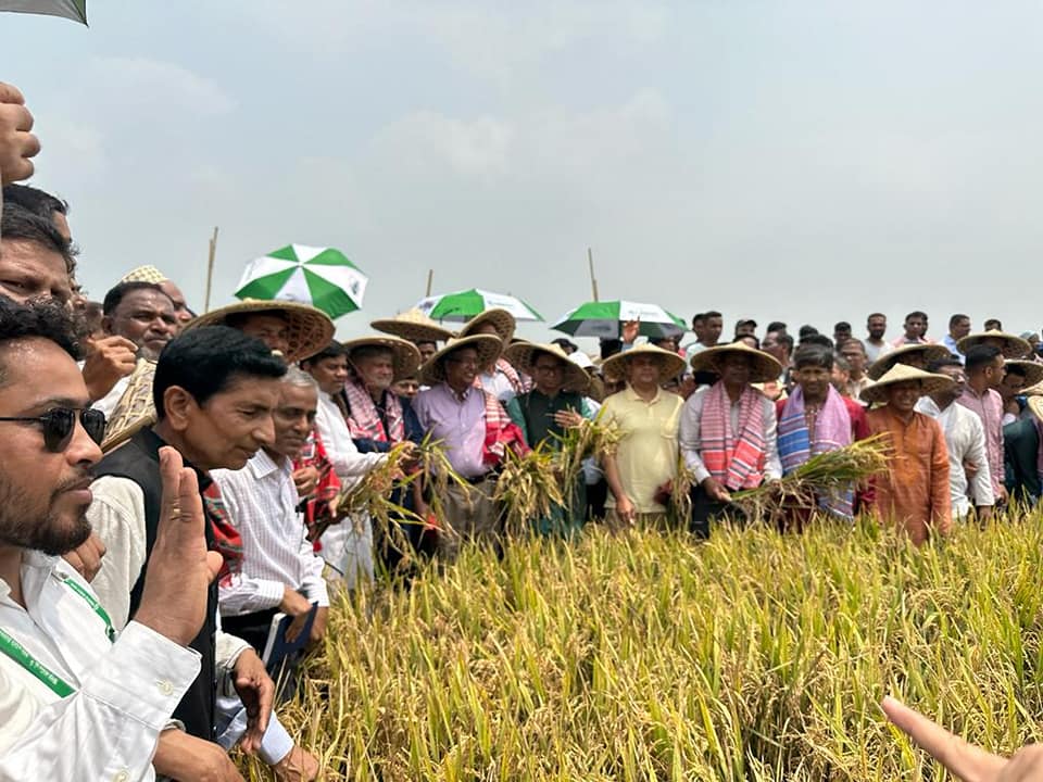 বোরোর বাম্পার ফলনের প্রত্যাশা; হাওরে ধান কাটা উৎসবে তিন মন্ত্রী