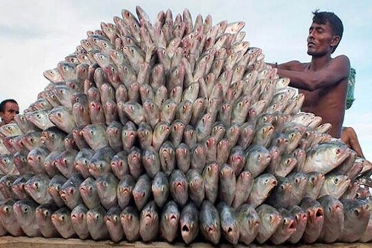 সমুদ্রে ইলিশ চাষের পরিকল্পনা