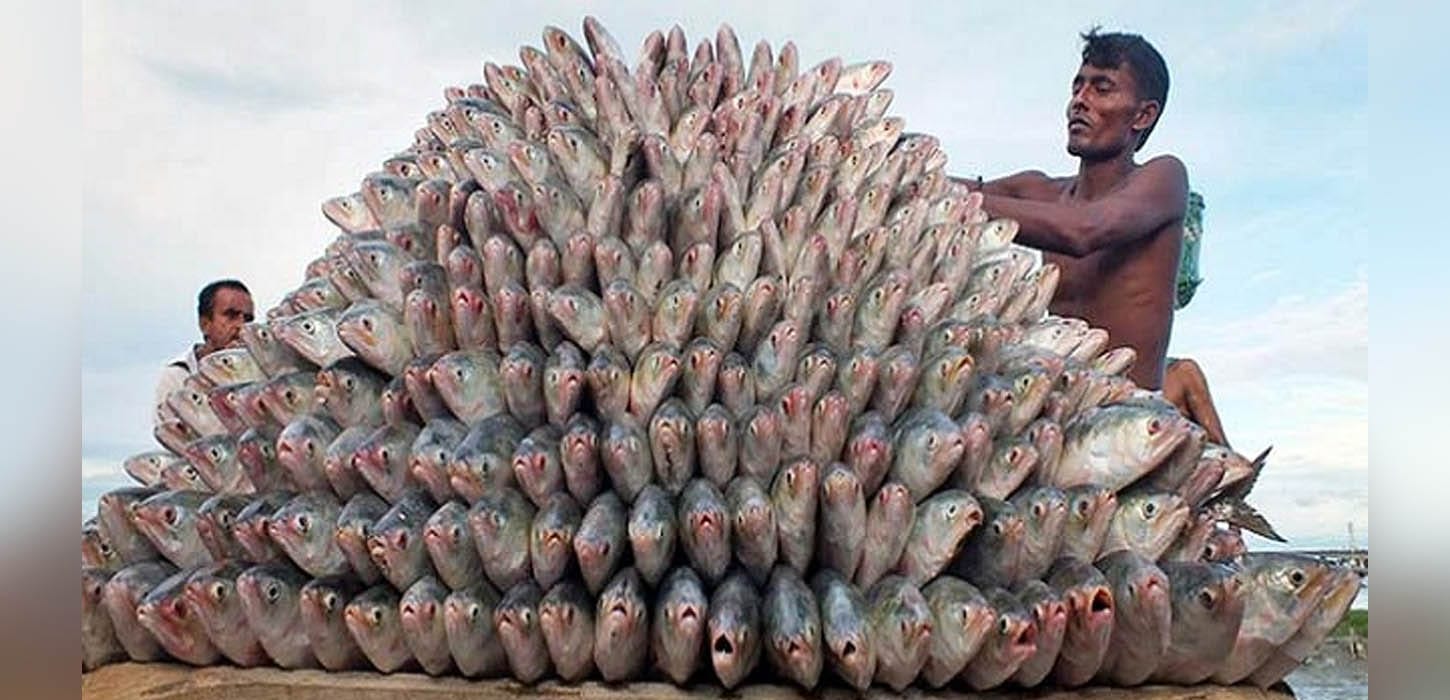 সমুদ্রে ইলিশ চাষের পরিকল্পনা
