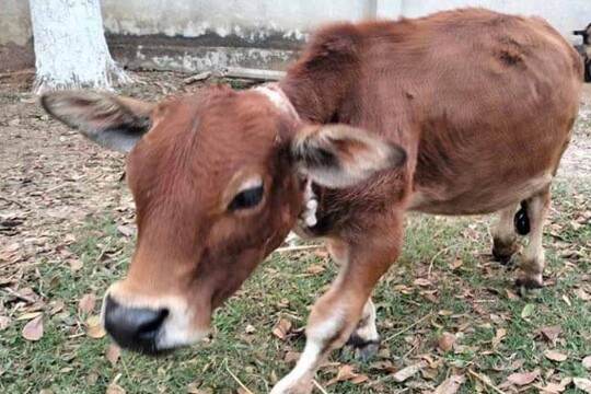 গিনেস রেকর্ডে এবার স্থান পেল চারু