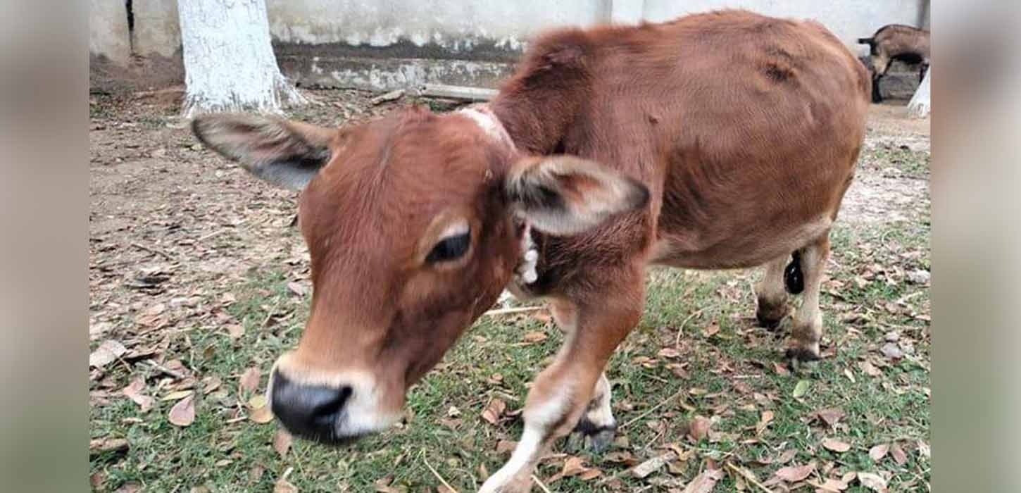 গিনেস রেকর্ডে এবার স্থান পেল চারু