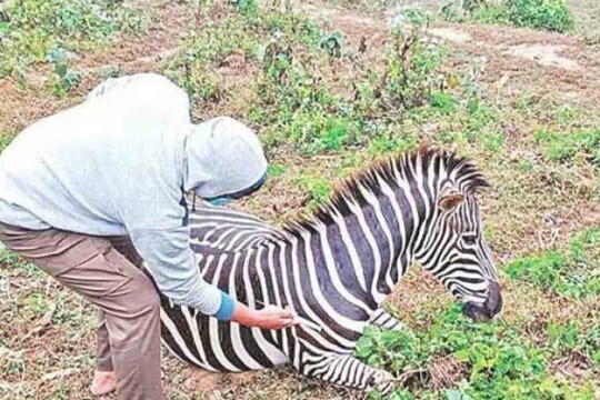 এক মাসে ১১ জেব্রার মৃত্যু: ১০ পরামর্শ বিশেষজ্ঞ মেডিকেল বোর্ডের