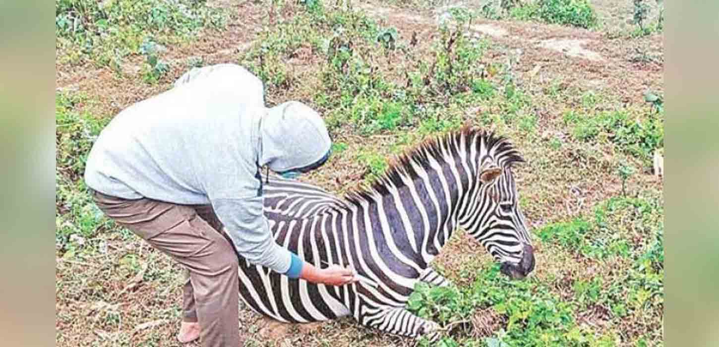 এক মাসে ১১ জেব্রার মৃত্যু: ১০ পরামর্শ বিশেষজ্ঞ মেডিকেল বোর্ডের