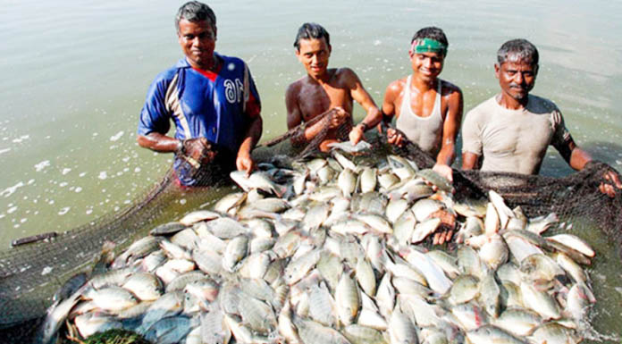 পুকুর খনন ছাড়াই চলছে মাছ চাষ প্রকল্প