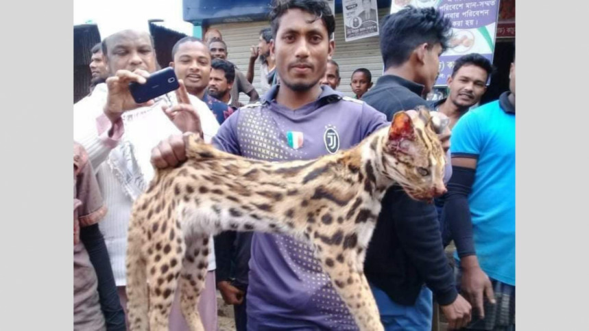 বিরল ‘চিতা বিড়াল’ হত্যার পর এলাকাবাসীর উল্লাস, বনবিভাগ দিল মামলা