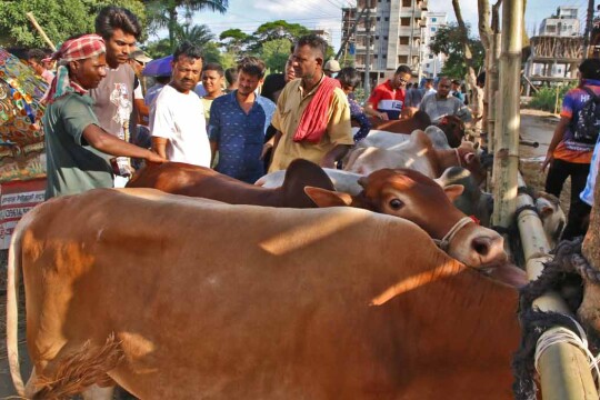 গতবারের চেয়ে এবার সাড়ে ৮ লাখ পশু বেশি কোরবানি