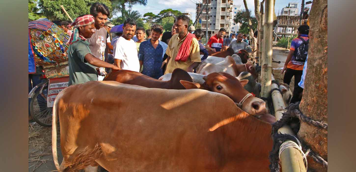 গতবারের চেয়ে এবার সাড়ে ৮ লাখ পশু বেশি কোরবানি