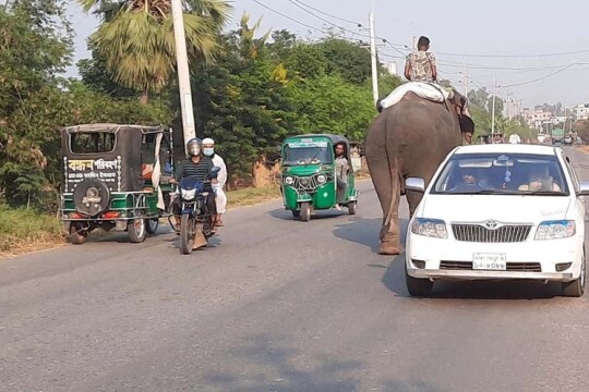 হাতির চাঁদাবাজি এড়াতে গিয়ে মোটরসাইকেল আরোহী পিতা-পুত্রের মৃত্যু