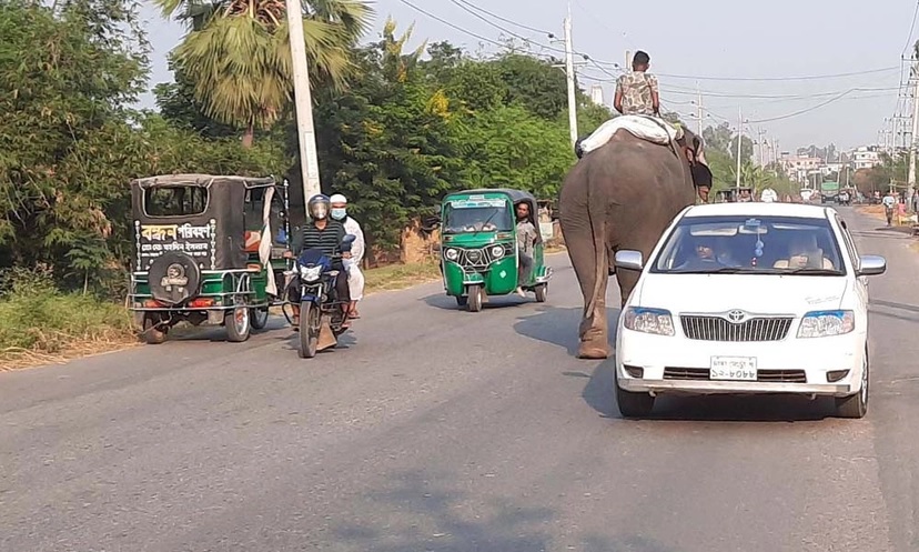 হাতির চাঁদাবাজি এড়াতে গিয়ে মোটরসাইকেল আরোহী পিতা-পুত্রের মৃত্যু