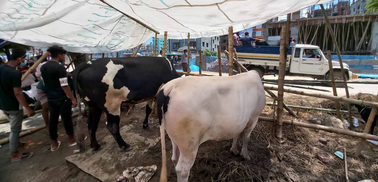 পশুর হাটে বড় গরু যেন বিক্রেতাদের গলার কাঁটা