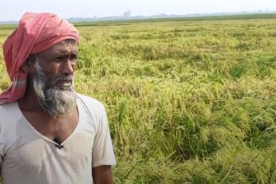 তাপপ্রবাহে ধানের চিটায় দিশেহারা কৃষক