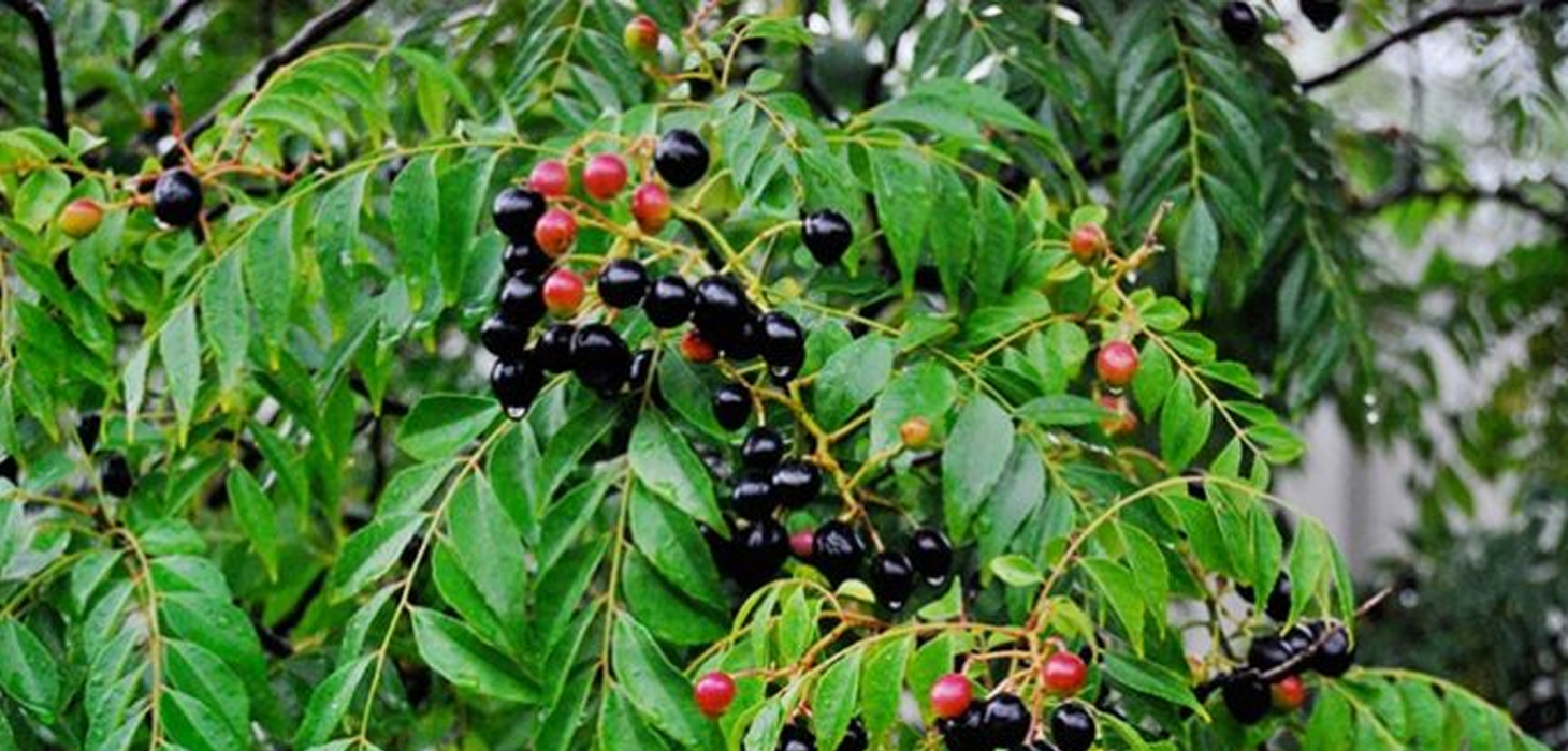 রোগ প্রতিরোধ শক্তি বাড়ায় যে পাতা